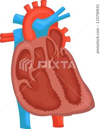 structure of the human heart. structure of the human heart. 120790642