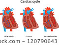 Three phases of the cardiac cycle. 120790643