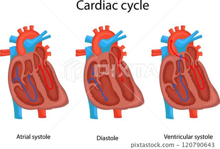 Three phases of the cardiac cycle. 120790643