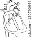 Line drawing of the structure of the heart and blood circulation. 120790644
