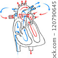 Drawing of the structure of the heart blood circulation. Arterial and venous blood. 120790645