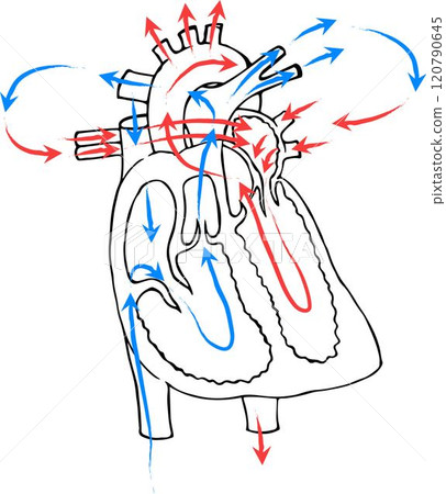 Drawing of the structure of the heart blood circulation. Arterial and venous blood. 120790645