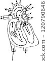 Drawing of the structure of the heart blood circulation. 120790646