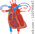 The structure of the heart blood circulation. 120790647