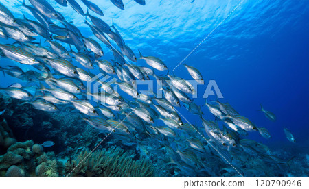 Underwater School of Silverfish Swimming in Blue Ocean and Copy Space Underwater School of Silverfish Swimming in Blue Ocean and Copy Space 120790946