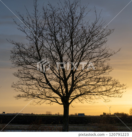 A tree backlit by golden smooth light in a sunrise. Silhouette of a solitary tree without leaves A tree backlit by golden smooth light in a sunrise. Silhouette of a solitary tree without leaves 120791223