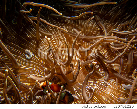 An amazingly beautiful pattern of a sea anemone. Underwater macro photo of patterns in nature An amazingly beautiful pattern of a sea anemone. Underwater macro photo of patterns in nature 120791229