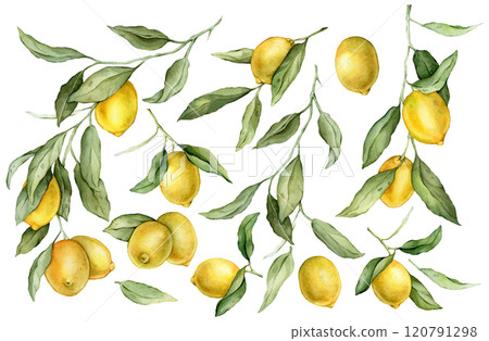 Set of Lemon Fruit and Branch. Hand drawn watercolor illustration of yellow tropical citrus Food on white isolated background. Drawing of lemon tree with green leaves. 120791298