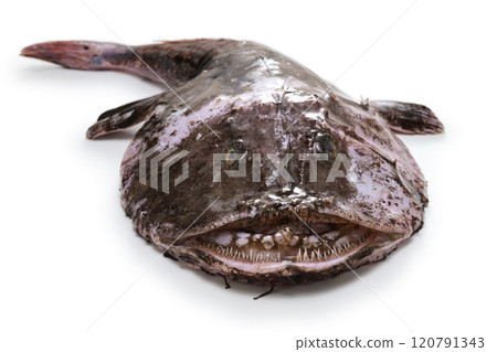 安康魚 安康魚 120791343