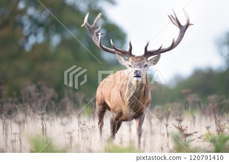 Impressive portrait of a dominant red deer stag during the rut in autumn 120791410