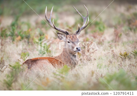 Portrait of a young red deer stag lying on grass 120791411