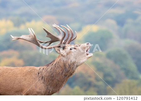 Portrait of a red deer stag calling during the rut in autumn Portrait of a red deer stag calling during the rut in autumn 120791412