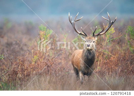 Red deer stag walking in the meadow during the rut in autumn 120791418