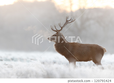 Red deer stag standing in frosty meadow in winter 120791424