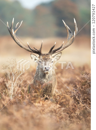 Portrait of a red deer stag standing in bracken during the rut in autumn 120791427