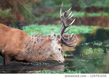 Red deer stag crossing a pond in autumn 120791430