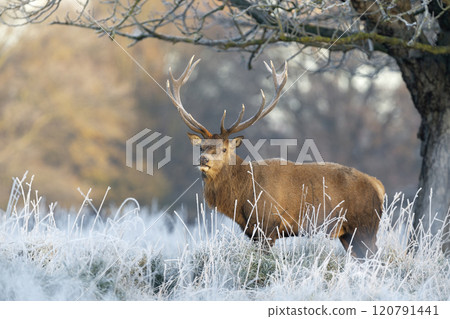 Red deer stag standing in frosty meadow in winter 120791441