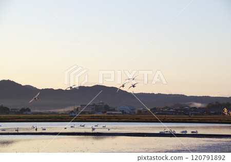 一隻苔原天鵝從覓食地返回，在棲息的冬季稻田上空盤旋，準備降落在水面上。 120791892