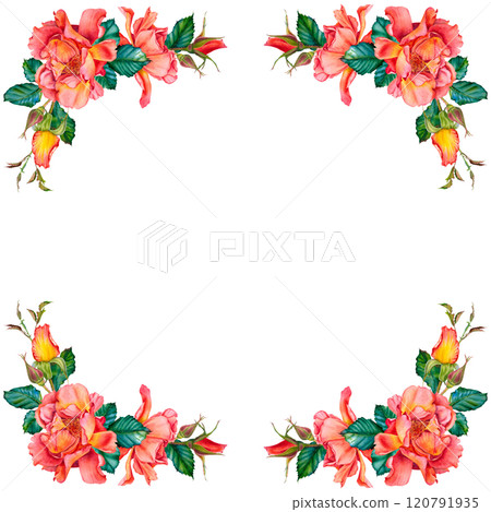 Corner arrangement of vibrant red-yellow roses, buds and leaves. Hand drawn watercolor illustration of flower frame on isolated background. Ready to adorn greetings, invitations, weddings, birthdays. Corner arrangement of vibrant red-yellow roses, buds and leaves. Hand drawn watercolor illustration of flower frame on isolated background. Ready to adorn greetings, invitations, weddings, birthdays. 120791935