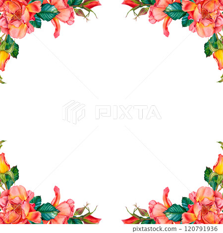 Red rose flowers bouquet with greenery. Vibrant watercolor floral illustration. Botanical, blooming frame on isolated background. Perfect for wedding invitation, stationary, greetings, fashion design. Red rose flowers bouquet with greenery. Vibrant watercolor floral illustration. Botanical, blooming frame on isolated background. Perfect for wedding invitation, stationary, greetings, fashion design. 120791936