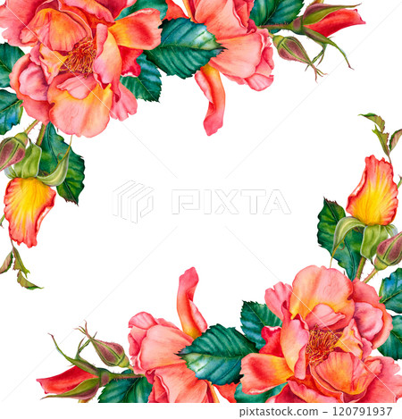 Blank for text with red-yellow roses, buds and leaves in the corner. Watercolor botanical illustration. Hand drawn flowers on Isolated background. Empty space for an inscription. Design for cards. Blank for text with red-yellow roses, buds and leaves in the corner. Watercolor botanical illustration. Hand drawn flowers on Isolated background. Empty space for an inscription. Design for cards. 120791937