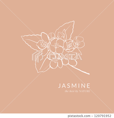Jasmine flowers hand drawn vintage illustration 120791952