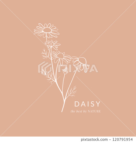 Chamomile flowers hand drawn vintage illustration 120791954