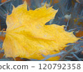 Yellow autumn leaf background. High quality digital illustration 120792358
