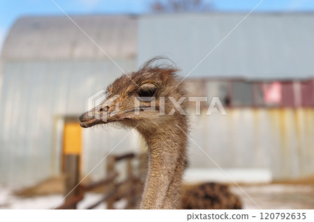 Ostriches stand side by side near a fence, their long necks gracefully teaching towards the sky. Ostriches stand side by side near a fence, their long necks gracefully teaching towards the sky. 120792635