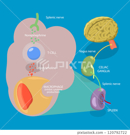 3D Isometric Flat Vector Illustration of Parasympathetic Nervous System, Medical Diagram 120792722