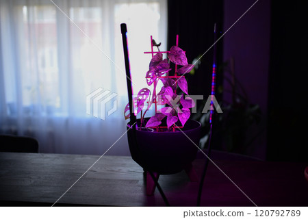 phytolamps illuminate potted plants at the window during winter time. Special lighting continuation daylight 120792789