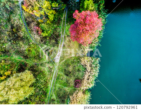 Aerial view - red tree on a meadow Aerial view - red tree on a meadow 120792961