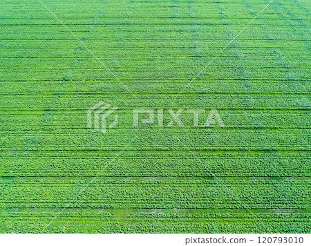 agriculture field from above agriculture field from above 120793010