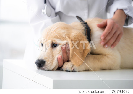 Cute young dog Cute young dog 120793032