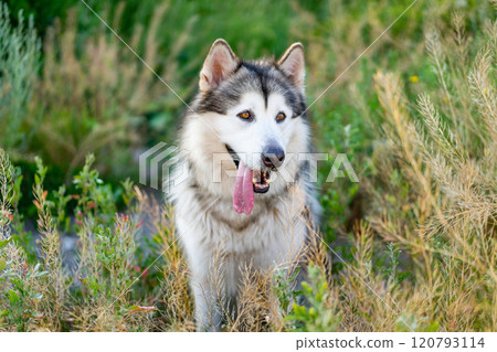 Cute alaskan malamute with tongue out 120793114