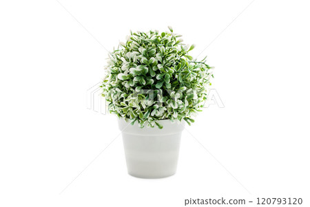 ornamental houseplant in a white pot 120793120