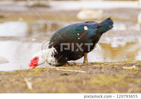 Muscovy duck is captured up close, displaying its unique plumage and detail in a farm setting. Muscovy duck is captured up close, displaying its unique plumage and detail in a farm setting. 120793655