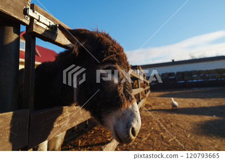Donkey peeks over a wooden fence in the warm glow of the morning sun at a peaceful countryside farm 120793665