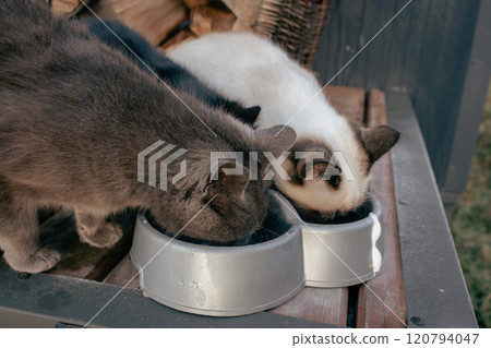 Feeding three homeless cats. Stray cats eating from bowl. Eating pets. Adorable stray cats on porch. Dining kitty. Fluffy animals. Hungry cats.  120794047