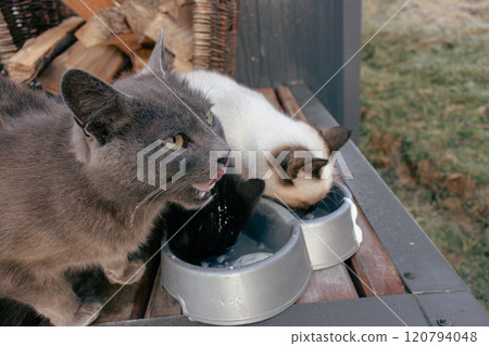 Feeding three homeless cats. Stray cats eating from bowl. Eating pets. Adorable stray cats on porch. Dining kitty. Fluffy animals. Hungry cats. Feeding three homeless cats. Stray cats eating from bowl. Eating pets. Adorable stray cats on porch. Dining kitty. Fluffy animals. Hungry cats. 120794048