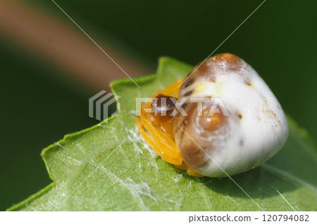 Turin Fundasi (female) Turin Fundasi (female) 120794082