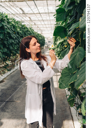 A researcher is studying cucumber plants in a controlled greenhouse to gain insights into their growth and promote sustainable practices that benefit agriculture and enhance productivity A researcher is studying cucumber plants in a controlled greenhouse to gain insights into their growth and promote sustainable practices that benefit agriculture and enhance productivity 120794137