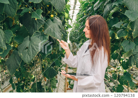 A researcher specializing in greenhouse environments is dedicated to the analysis and study of cucumber plants, focusing on various aspects such as their growth, health, and environmental impact A researcher specializing in greenhouse environments is dedicated to the analysis and study of cucumber plants, focusing on various aspects such as their growth, health, and environmental impact 120794138
