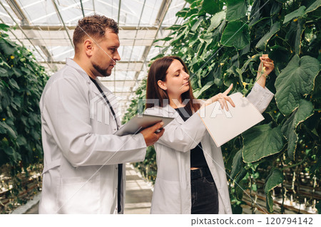 Scientists Conducting Research in a Greenhouse for Vegetable Cultivation. In a vibrant greenhouse full of diverse plants, two researchers in lab coats study growth patterns and gather crucial data Scientists Conducting Research in a Greenhouse for Vegetable Cultivation. In a vibrant greenhouse full of diverse plants, two researchers in lab coats study growth patterns and gather crucial data 120794142