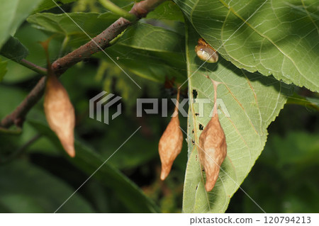 A female hawk moth with three egg sacs A female hawk moth with three egg sacs 120794213