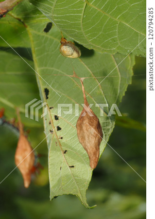 A female hawk moth with two egg sacs 120794285