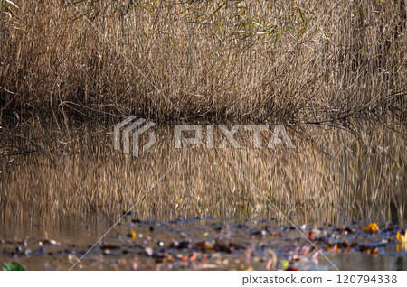 Colorful water reeds reflecting in a pond in autmn, Brussels, Belgium 120794338