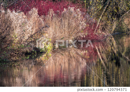 Colorful water reeds reflecting in a pond in autmn, Brussels, Belgium Colorful water reeds reflecting in a pond in autmn, Brussels, Belgium 120794371