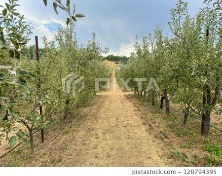 Apple orchard, rows of apple trees full of fruit ready for picking Apple orchard, rows of apple trees full of fruit ready for picking 120794395