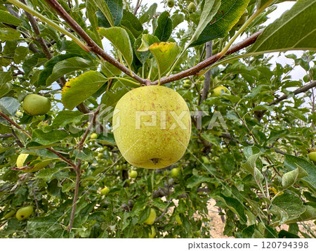 Apple orchard, rows of apple trees full of fruit ready for picking 120794398